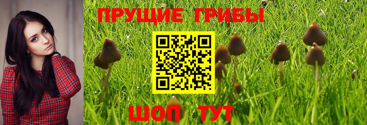 Псилоцибиновые грибы MAGIC MUSHROOMS Дубна